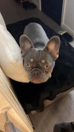 French bulldog female 10 months old for sale in Bolton Green, Lancashire