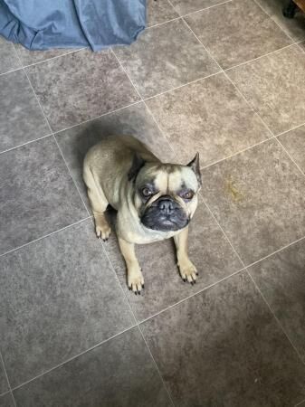 French bulldog female 3 years old for sale in Walsall, West Midlands