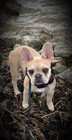 French Bulldog Female 7months old for sale in Acton Place, Suffolk