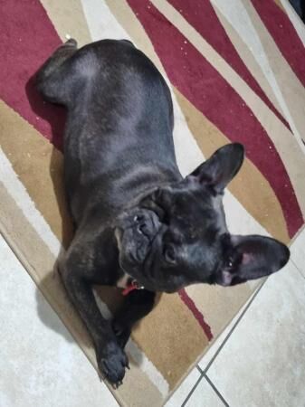 French bulldog kc registered for sale in Huddersfield, West Yorkshire