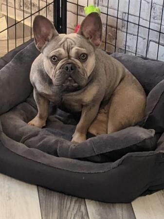 French bulldog kc registered girl for sale in Redhill, Surrey - Image 1