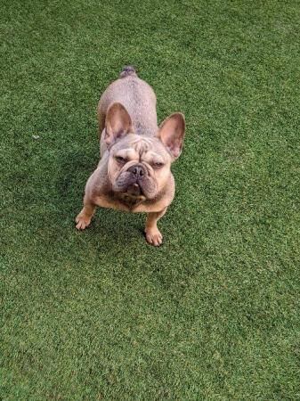 French bulldog kc registered girl for sale in Redhill, Surrey - Image 2