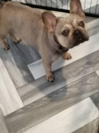 French bulldog kc registered girl for sale in Redhill, Surrey - Image 3