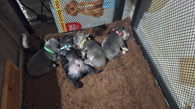 French bulldog puppies 2 girls 1 boy for sale in Egremont, Cumbria