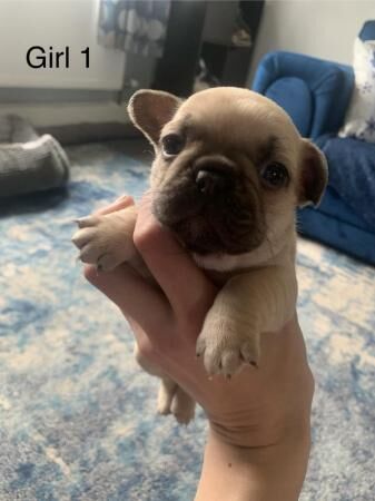 French bulldog puppies for sale in Salford, Greater Manchester