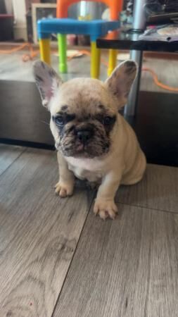 French Bulldog Puppies For Sale in Leeds, West Yorkshire
