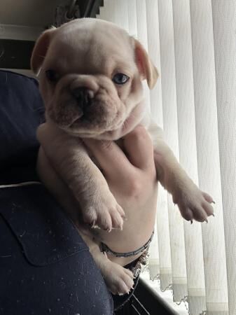 French Bulldog Puppies For Sale in Leeds, West Yorkshire - Image 2
