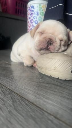 French Bulldog Puppies For Sale in Leeds, West Yorkshire - Image 3