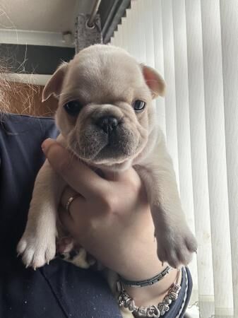 French Bulldog Puppies For Sale in Leeds, West Yorkshire - Image 4