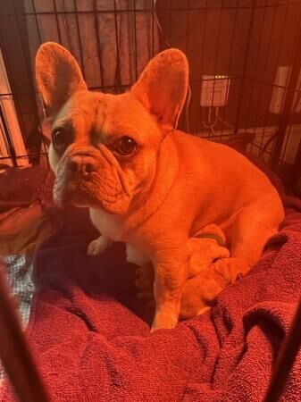 French Bulldog Puppies For Sale in Leeds, West Yorkshire - Image 5