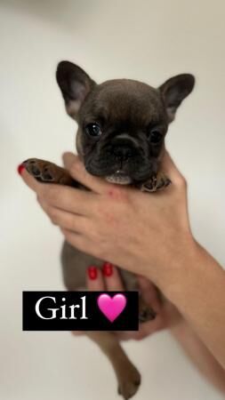 French Bulldog Puppies ready 23/04/2024 for sale in Liverpool, Merseyside