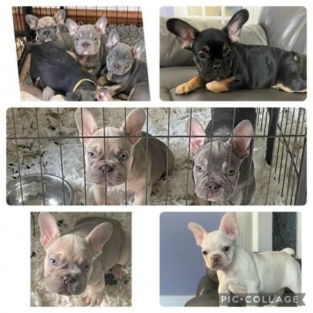 French bulldog puppies , ready now for sale in Swineshead, Lincolnshire