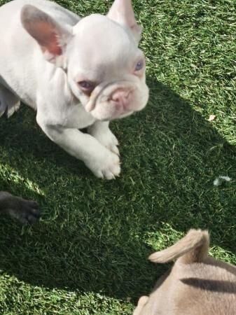 French bulldog puppy 5*** furbaby for sale in Leigh-on-Sea, Essex