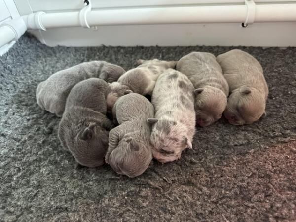 French bulldog Puppys quality litter PP avail for sale in Wakefield, West Yorkshire