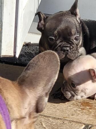French bulldog pups looking for there forever homest for sale in Carlton in Cleveland, North Yorkshire - Image 1