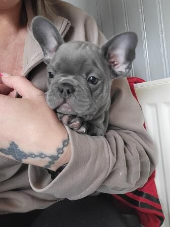 French bulldog pups looking for there forever homest for sale in Carlton in Cleveland, North Yorkshire - Image 2