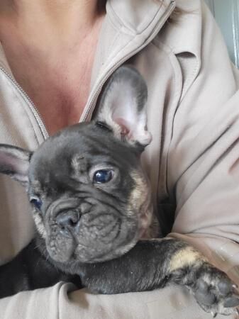 French bulldog pups looking for there forever homest for sale in Carlton in Cleveland, North Yorkshire - Image 3