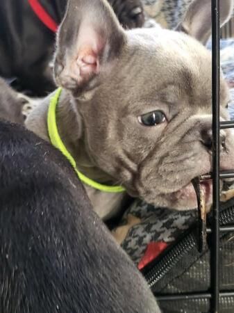 French bulldog pups looking for there forever homest for sale in Carlton in Cleveland, North Yorkshire - Image 4