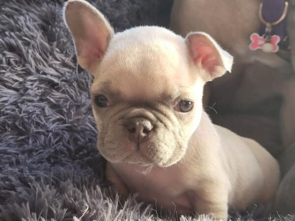 French bulldog pups looking for there forever homest for sale in Carlton in Cleveland, North Yorkshire - Image 5