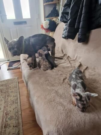 Frenchbull dog male puppies for sale 8 weeks old for sale in Ashford, Kent - Image 1
