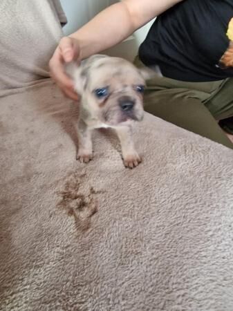 Frenchbull dog male puppies for sale 8 weeks old for sale in Ashford, Kent - Image 2