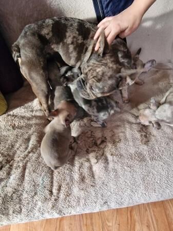 Frenchbull dog male puppies for sale 8 weeks old for sale in Ashford, Kent - Image 3