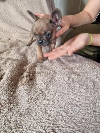 Frenchbull dog male puppies for sale 8 weeks old for sale in Ashford, Kent - Image 4