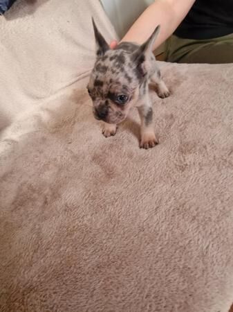 Frenchbull dog male puppies for sale 8 weeks old for sale in Ashford, Kent - Image 5