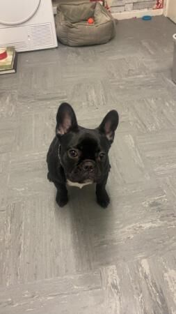 Frenchie puppy looking for new home for sale in Leeds, West Yorkshire