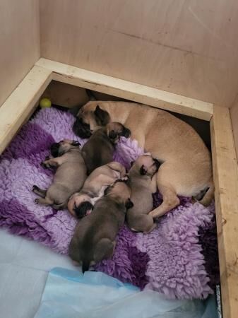 Frug x old english bulldog for sale in Barnsley, South Yorkshire
