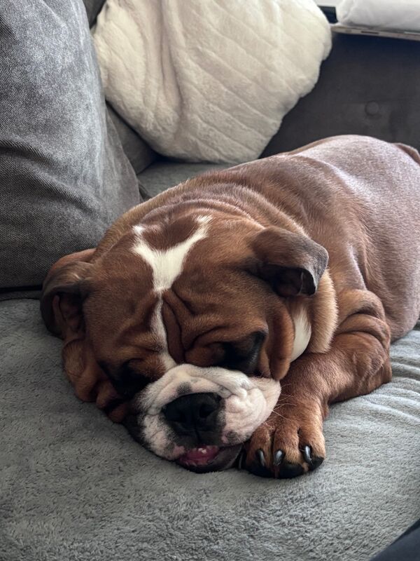 English Bulldog puppies for sale in Nailsea, Somerset – KC registered, 1 year old - Image 1 of 4