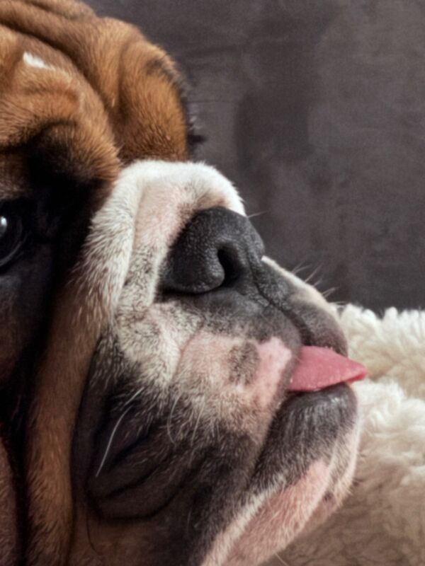 English Bulldog puppies for sale in Nailsea, Somerset – KC registered, 1 year old - Image 2 of 4