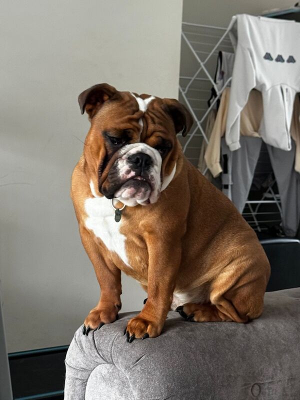 English Bulldog puppies for sale in Nailsea, Somerset – KC registered, 1 year old - Image 3 of 4