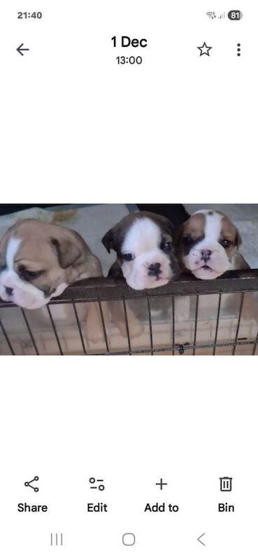 English Bulldog puppies for sale in Duddingston, City of Edinburgh – KC registered, 5 weeks old