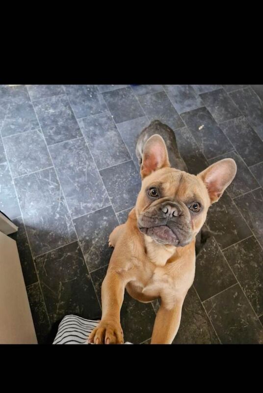 Gorgeous 1 yr old male french bulldog