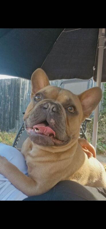 Gorgeous 1 yr old male french bulldog - Image 2 of 3
