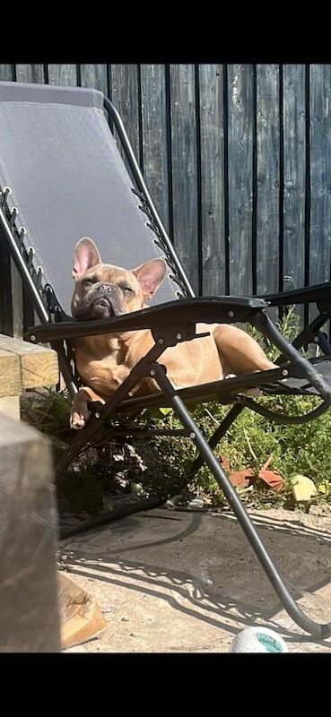 Gorgeous 1 yr old male french bulldog - Image 3 of 3