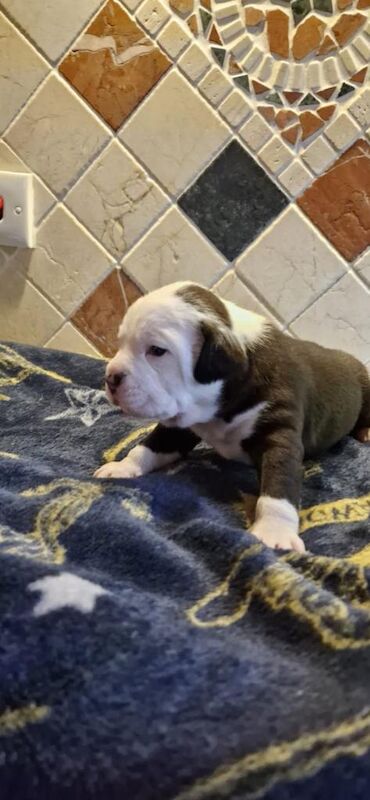 Bulldog Puppies For Sale