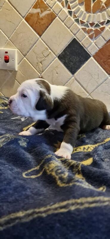 English Bulldog puppies for sale in Keady, County Armagh – 6 weeks old - Image 2 of 6