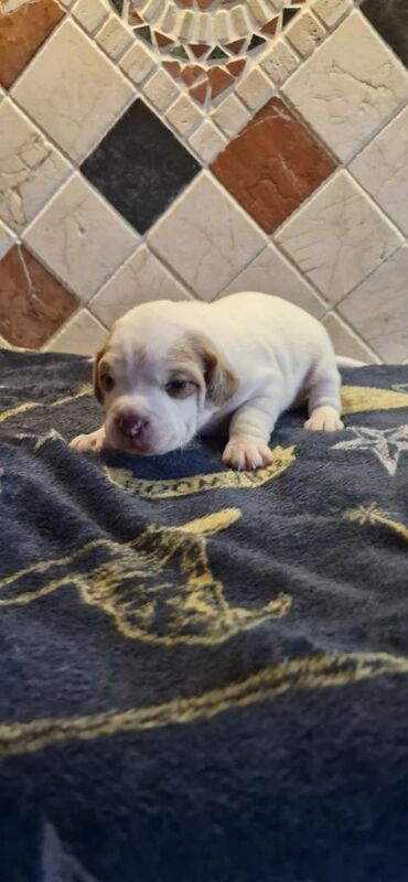 English Bulldog puppies for sale in Keady, County Armagh – 6 weeks old - Image 3 of 6
