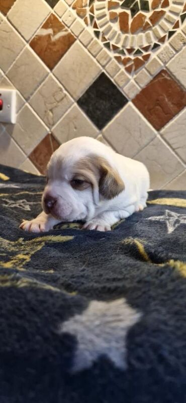 English Bulldog puppies for sale in Keady, County Armagh – 6 weeks old - Image 4 of 6
