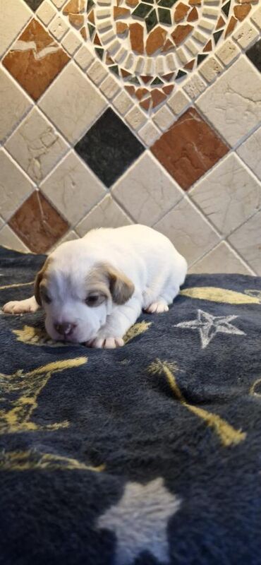 English Bulldog puppies for sale in Keady, County Armagh – 6 weeks old - Image 5 of 6
