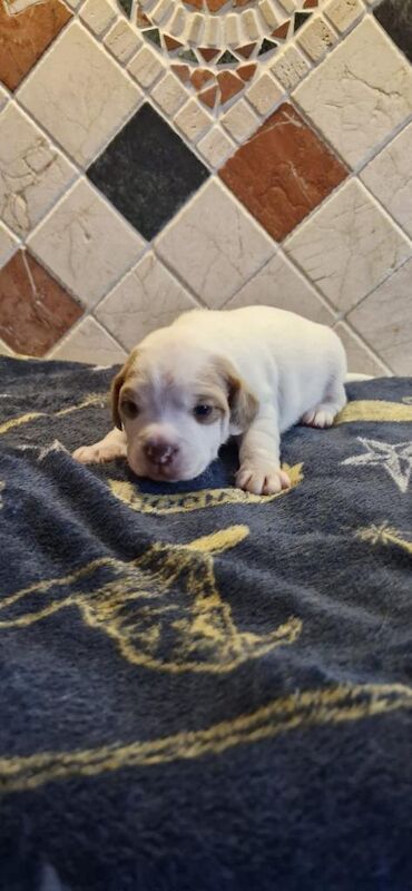 English Bulldog puppies for sale in Keady, County Armagh – 6 weeks old - Image 6 of 6