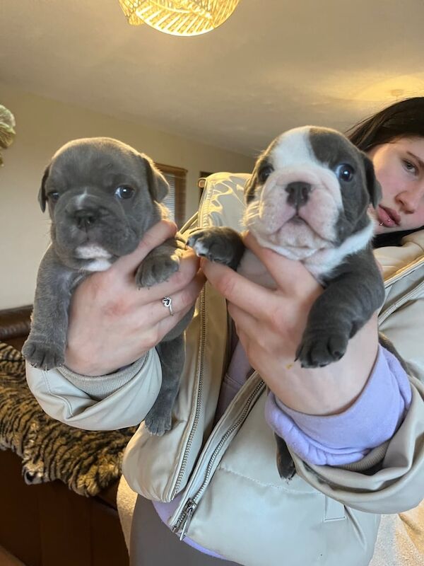 English Bulldog puppies for sale in Highland Boath, Nairn – KC registered, 6 weeks old