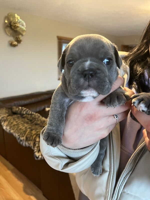 English Bulldog puppies for sale in Highland Boath, Nairn β KC registered, 6 weeks old - Image 2 of 5