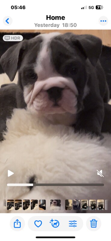 English Bulldog puppies for sale in Highland Boath, Nairn – KC registered, 8 weeks old