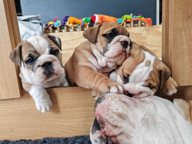 Gorgeous KC Registered Traditional English Bulldog Puppies x 3 Girls. £2500 each for sale in Aldridge, West Midlands