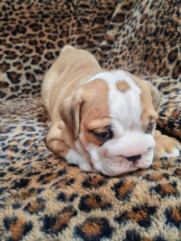 Gorgeous KC Reg Tra English Bulldog Puppies x 3 Girls. 8 weeks old on 19th May. 1 girl left (Amber) to find forever home for sale in Aldridge, West Midlands - Image 3