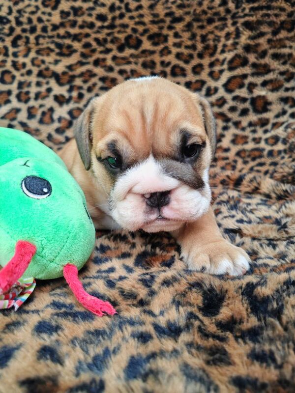 Gorgeous KC Reg Tra English Bulldog Puppies x 3 Girls. 8 weeks old on 19th May. 1 girl left (Amber) to find forever home for sale in Aldridge, West Midlands - Image 4