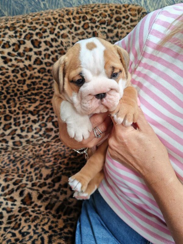 Gorgeous KC Reg Tra English Bulldog Puppies x 3 Girls. 8 weeks old on 19th May. 1 girl left (Amber) to find forever home for sale in Aldridge, West Midlands - Image 5